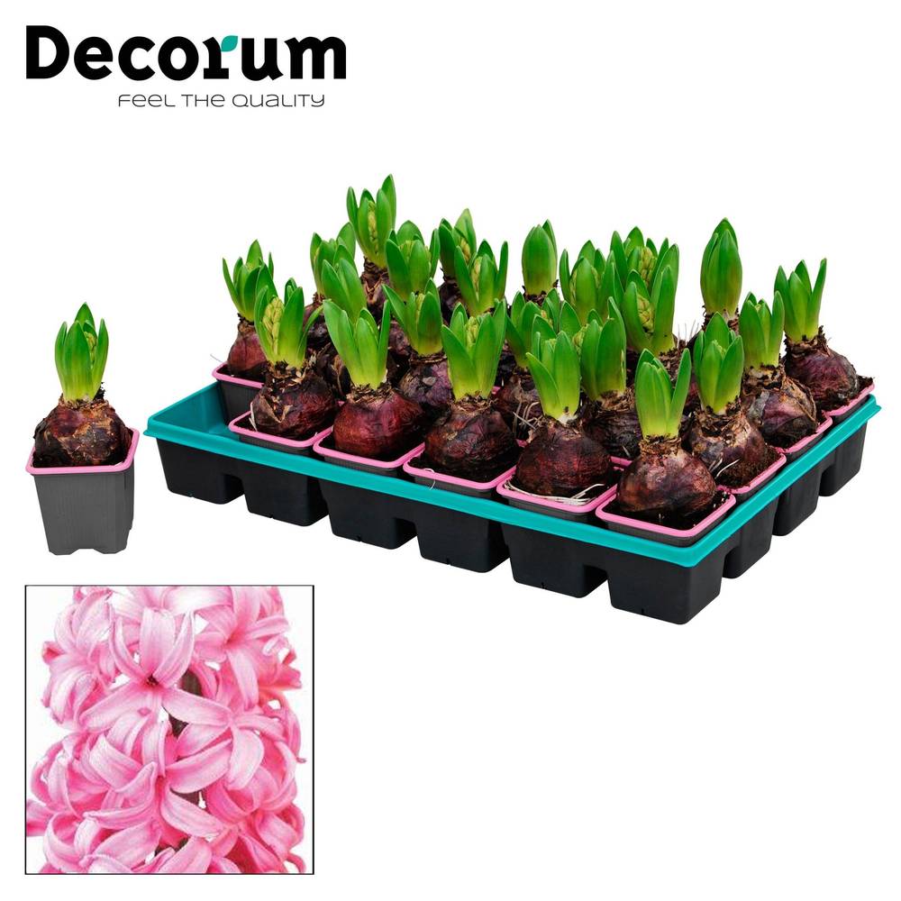 Hyazinthe 1er rosa T07 H012