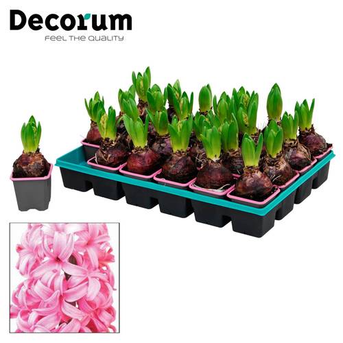 Hyazinthe 1er rosa T07 H012