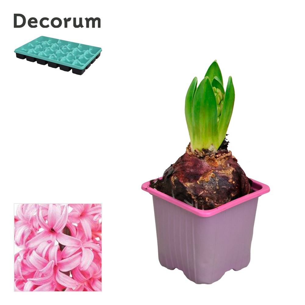 Hyazinthe 1er rosa T07 H012