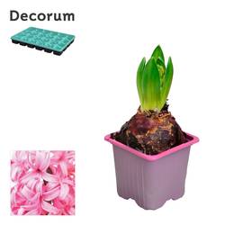 Hyazinthe 1er rosa T07 H012