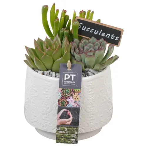 Succ.Arr PTSU8460 T13 H019