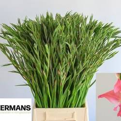 Colvillis lachs Charming Beauty 65cm