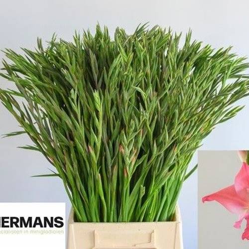 Colvillis lachs Charming Beauty 65cm