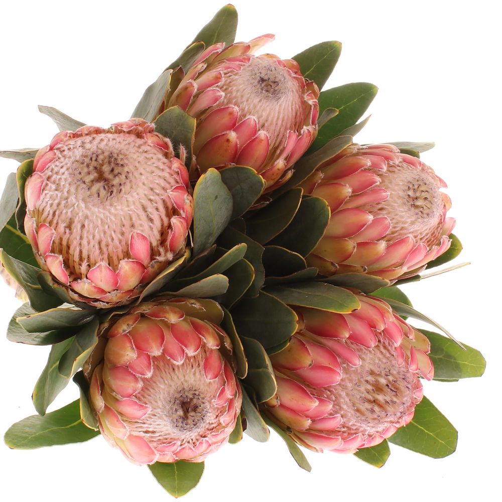 Protea rosa Susara 60cm