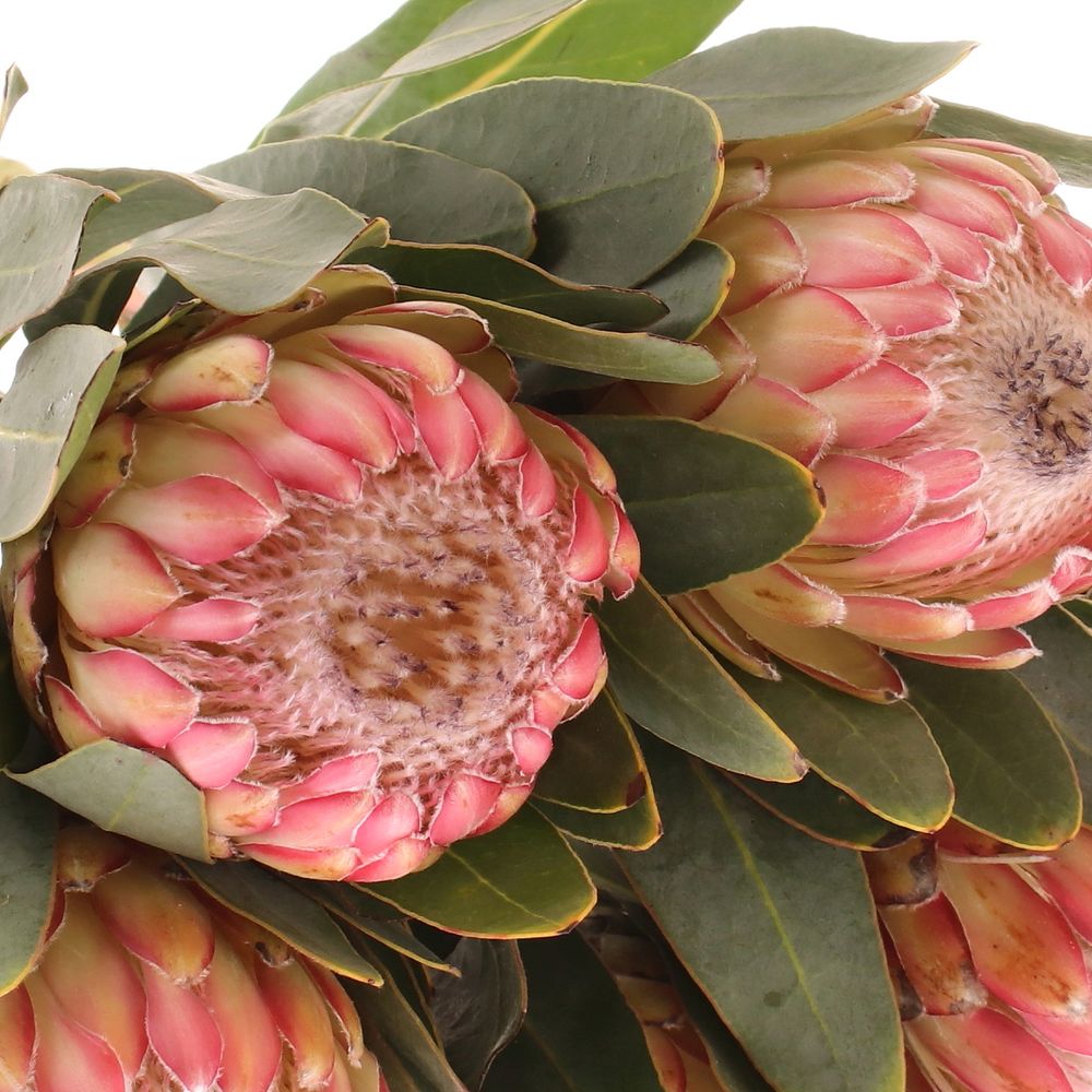 Protea rosa Susara 60cm