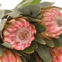 Protea rosa Susara 60cm