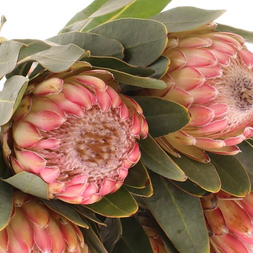 Protea rosa Susara 60cm