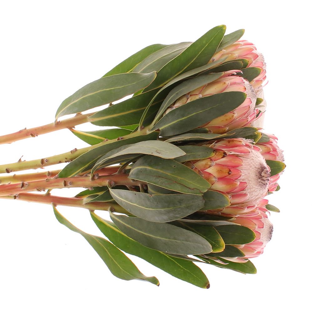 Protea rosa Susara 60cm