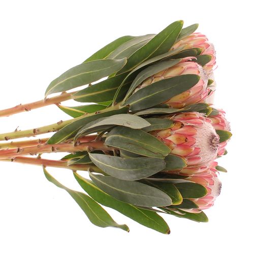 Protea rosa Susara 60cm