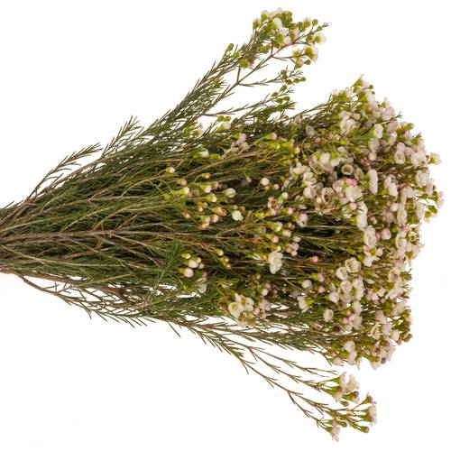 Wachsflower apricot Janelle 45Gramm 60cm