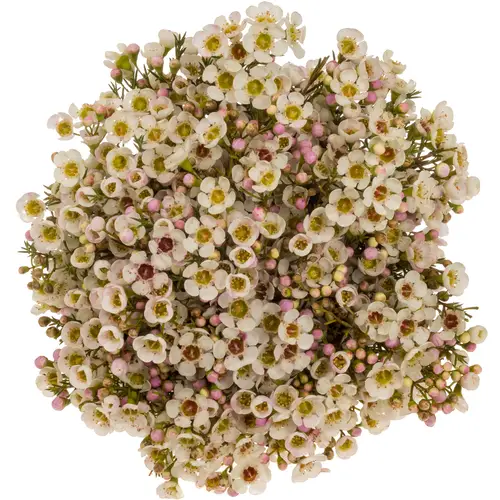 Wachsflower apricot Janelle 45Gramm 60cm