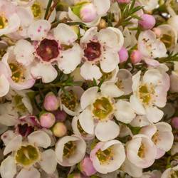 Wachsflower apricot Janelle 45Gramm 60cm