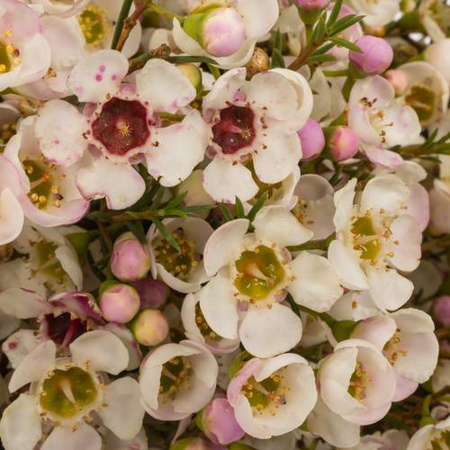 Wachsflower apricot Janelle 45Gramm 60cm