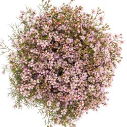 Wachsflower hell rosa Jupiter Sol 70 Gramm 70cm