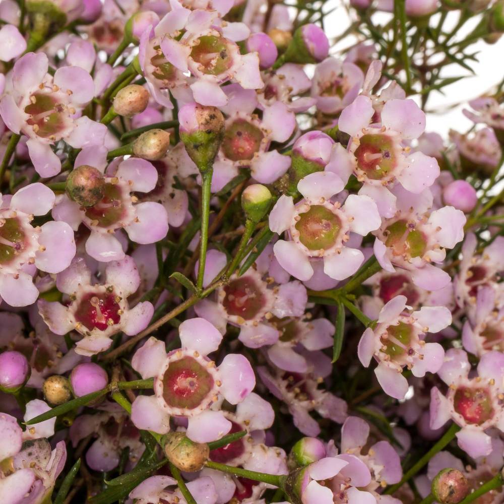 Wachsflower hell rosa Jupiter Sol 70 Gramm 70cm