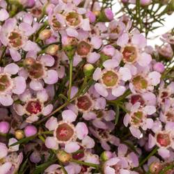 Wachsflower hell rosa Jupiter Sol 70 Gramm 70cm