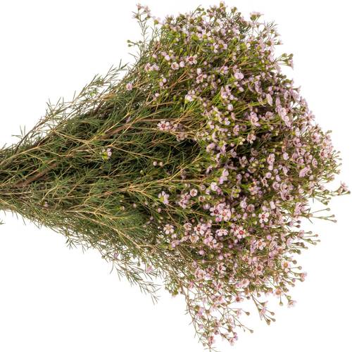 Wachsflower hell rosa Jupiter Sol 70 Gramm 70cm