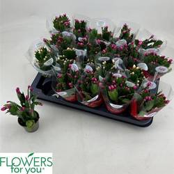 Schlumbergera Mini mix Schnäpch. von Uhr T06 H010