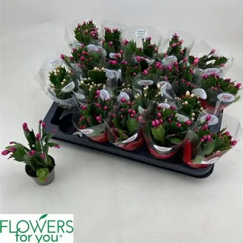 Schlumbergera Mini mix Schnäpch. von Uhr T06 H010