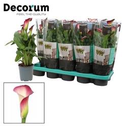 Calla rosa/weiss T12 H35