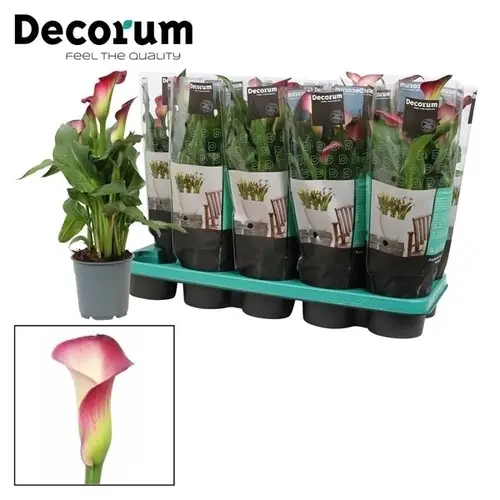 Calla rosa/weiss T12 H35