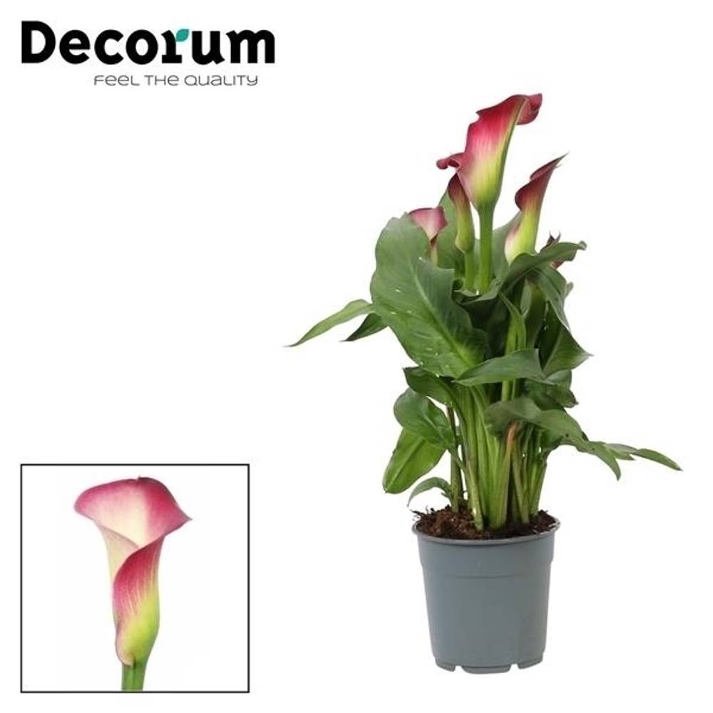 Calla rosa/weiss T12 H35