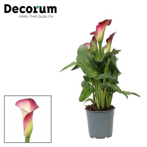 Calla rosa/weiss T12 H35
