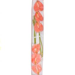 Anthurium lachs Farao Blüte 13cm Muttertag