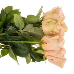 Rose apricot Delphine 55cm