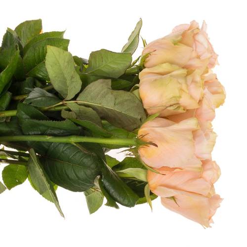 Rose apricot Delphine 55cm