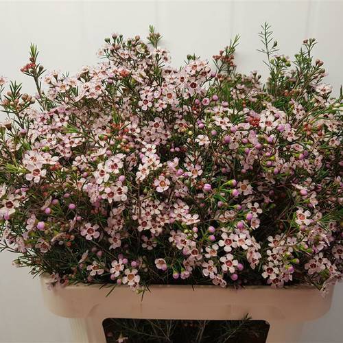 Wachsflower hell rosa Pink Dream 70 Gramm 80cm