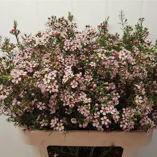 Wachsflower hell rosa Pink Dream 70 Gramm 80cm