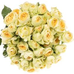 Rose verzweigt creme Bandolero 6+Blüte 60cm