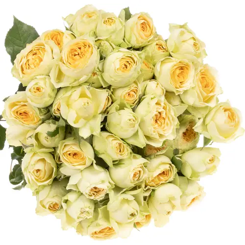 Rose verzweigt creme Bandolero 6+Blüte 60cm