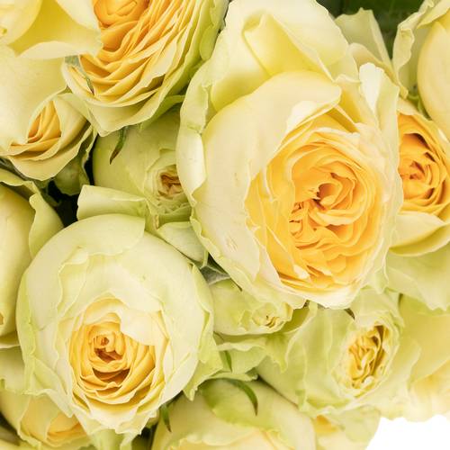 Rose verzweigt creme Bandolero 6+Blüte 60cm