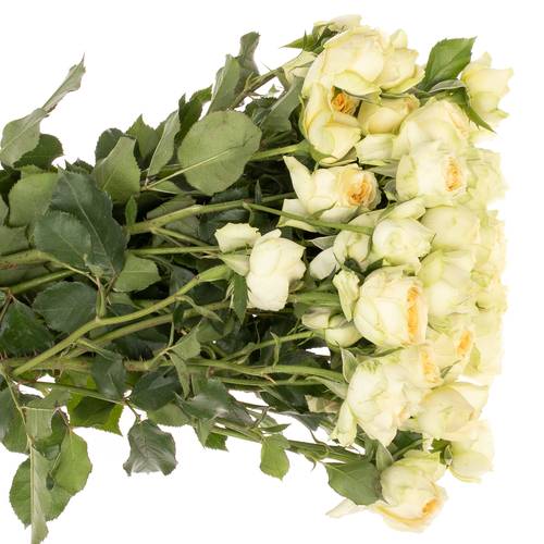 Rose verzweigt creme Bandolero 6+Blüte 60cm