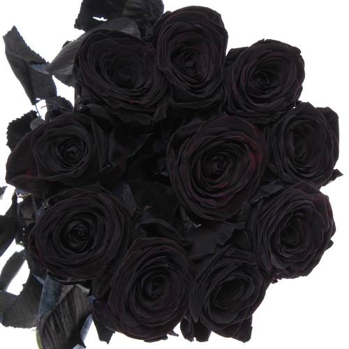 Rose schwarz gefärbt Red Naomi 70cm
