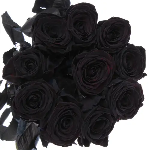 Rose schwarz gefärbt Red Naomi 70cm