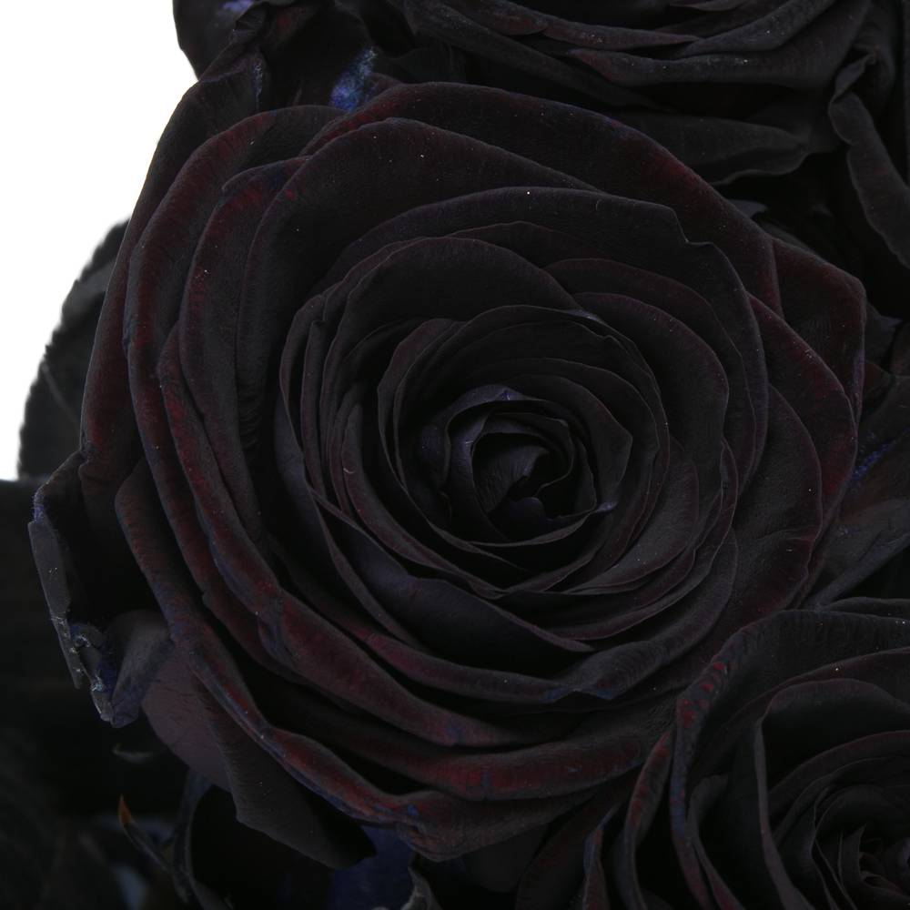 Rose schwarz gefärbt Red Naomi 70cm
