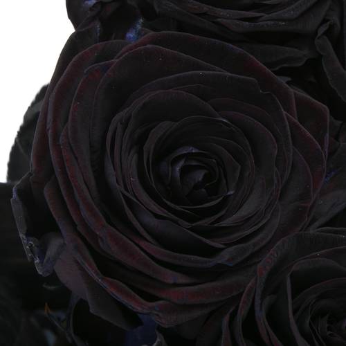 Rose schwarz gefärbt Red Naomi 70cm