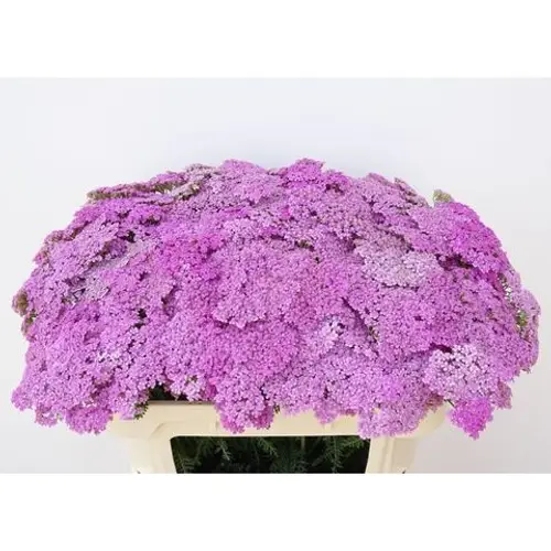 Achilea lila Lilac Dream 65cm