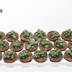 Crassula Barklyi T8 H10