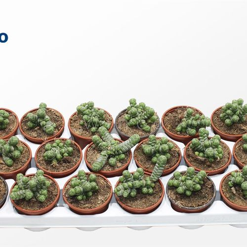 Crassula Barklyi T8 H10