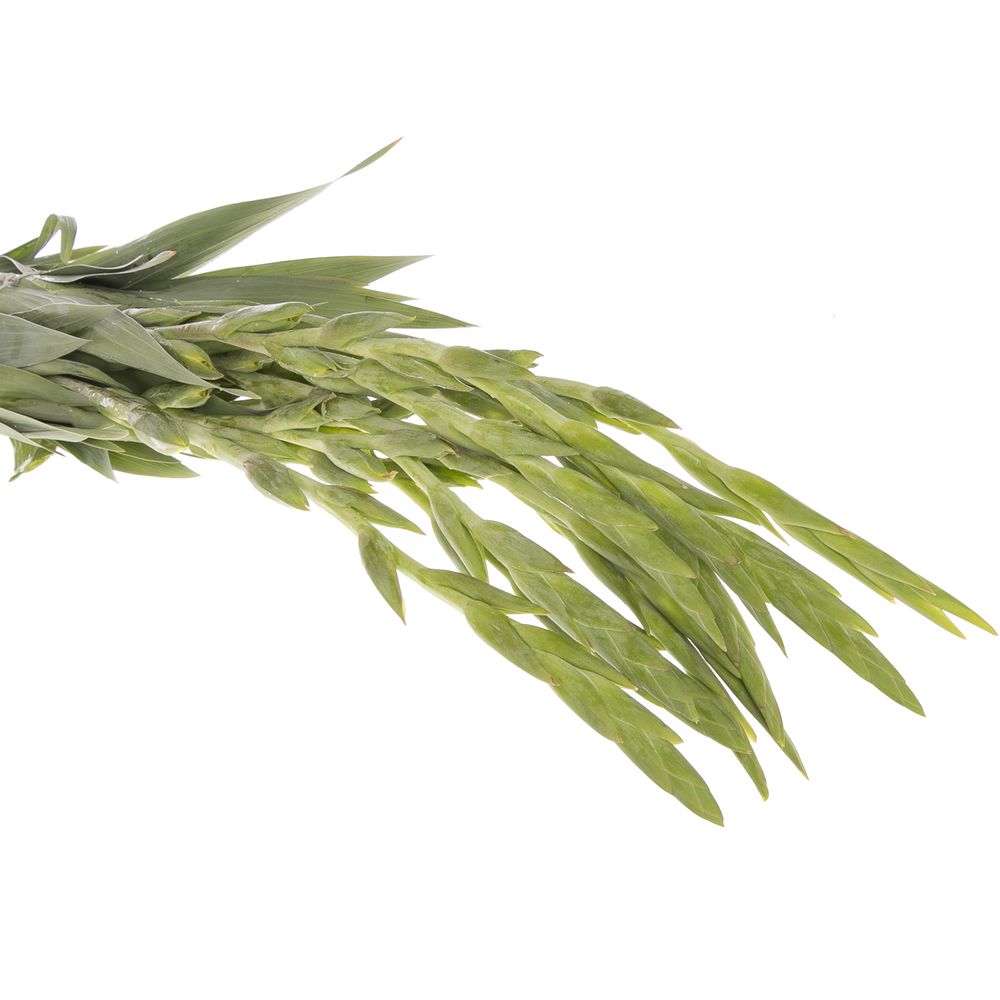 Gladiole gelb Braval 80cm