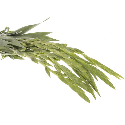 Gladiole gelb Braval 80cm