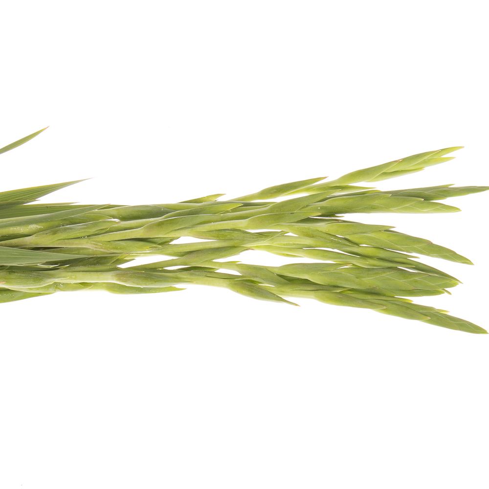 Gladiole gelb Braval 80cm