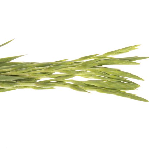 Gladiole gelb Braval 80cm