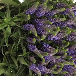 Veronica blau verzweigt Smart Diana 60cm