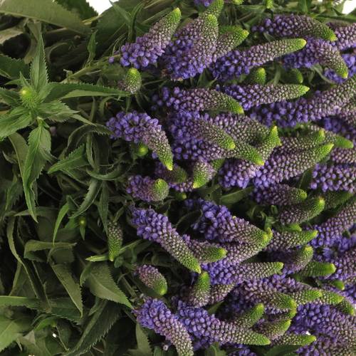 Veronica blau verzweigt Smart Diana 60cm