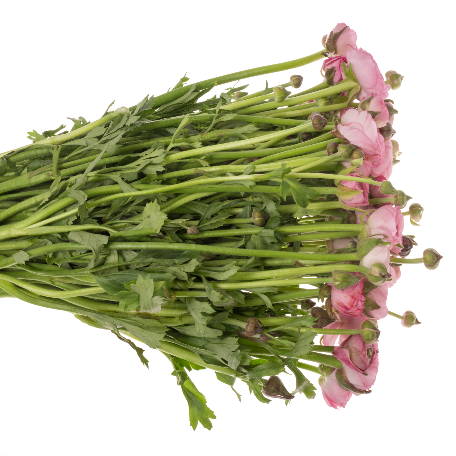 Ranunkel rosa Amandine Rose 45cm